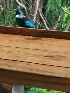 The Abel Tasman Treehouse - 1