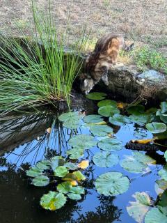 Gîte du Séquoia - Paisible maison de campagne - 2