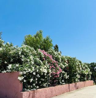 Appartement Prive Arbore Calme - 4