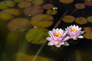 Holiday Park Orava - Hotel Orava - 4