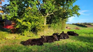 Ferienhaus Ostsee -  - 5