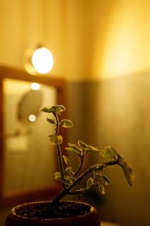 Whisper Point Eco Resort Diyaluma - 8