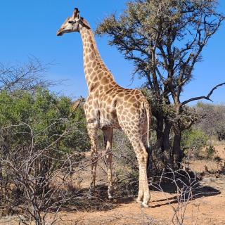 River Ridge Log Home - Inside Dinokeng Big 5 - 8