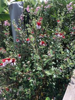 Maison de famille à Bordeaux - Piscine chauffée - 3