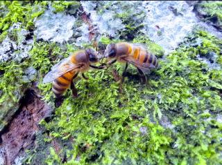 Recanto Amaná - Hospedaria, Gastronomia e Bem-Estar - 4