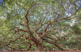 MW4241: 4241 Mariners Watch - 7