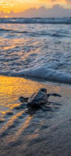 SM07: 7 Silver Moss - 1