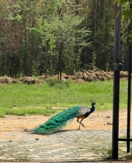 Eclectic Old-Fashioned Comfort - 5