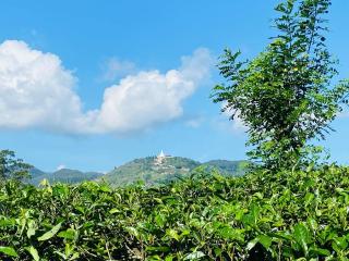 Nine arch echo Ella - 5