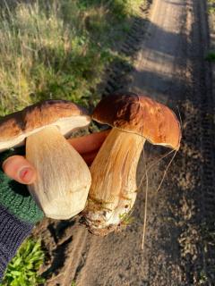 Entschleunigen im Fachwerkhaus am Wald - 2