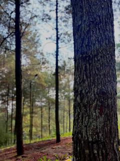 KAIA Camp by Kalimaya - 2