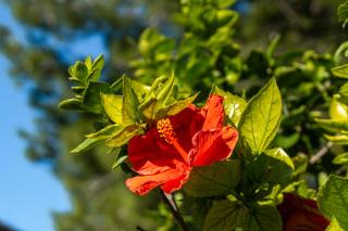 Villa Alegria Villa Apt with Sole Use of Private Pool - 8