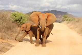 Tausa Tsavo Eco Lodge - 0