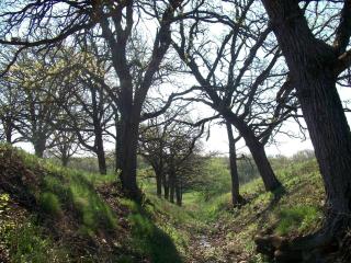 Country Cottage Rental on 50 Acres of Sublime Land in Southwest Wisconsin - 3