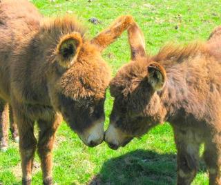 Secluded and Rustic Cabin with a Private Deck near Reading, Pennsylvania - 6
