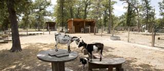 Romantic Cottage Rental on a Beautiful Farm in the Countryside near Austin, Texas - 5