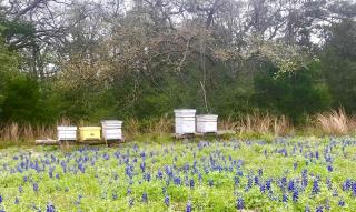 Romantic Cottage Rental on a Beautiful Farm in the Countryside near Austin, Texas - 4
