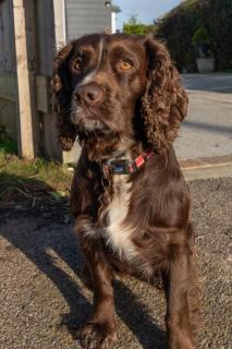 Modern 2 bed pet friendly Bungalow near countryside and a short drive to seafront- with large private garden by Catchpole Stays - 9