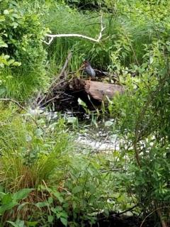 Idyllic Tiny House with a Chiminea Ideal for Weekend Getaways from Boston - 4
