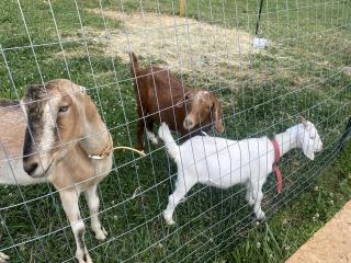 Go Glamping in Athens, Georgia, in this Cozy Tiny House for Four - 4