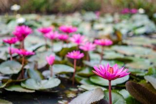 Green Hideaway - Villa with Private Pool, 8 mins to Galle Fort - 4