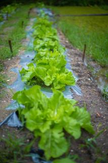 Green Hideaway - Villa with Private Pool, 8 mins to Galle Fort - 3