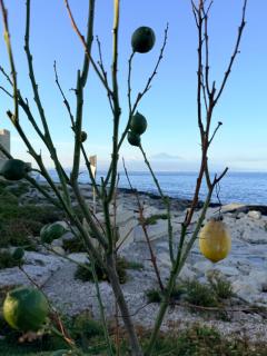 Casa Limoni al mare tra Catania Etna e Taormina - 0