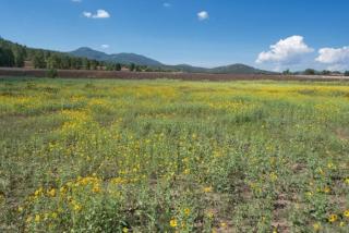 Quarter Horse Lodge Grand Southwest Cabin Sleeps 16 Amazing Views Near Grand Canyon - 6