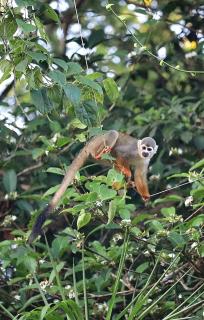 Jacamar Lodge Expeditions - 2