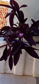 Golden Sun House I - 9