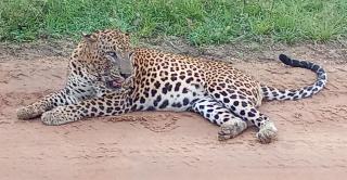 Yala Wild Tree House - 9