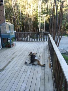 Cabaña Río Blanco - 1