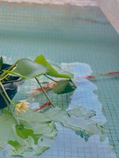 PoolLiving, Kitchen, BBQ|Park&Market - 4