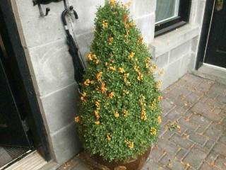 A Gem Downtown Montreal - 9