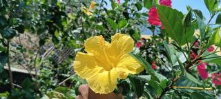 Les jardins suspendus des caraibes - 8