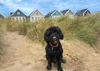 Katrins Nest - close to the sea and independent eateries - brand new - 8