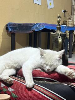 Dana horizon hotel - 7