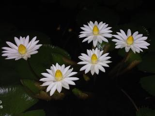 Marari Beach Way Inn - 6