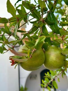 Villa Verde Salento - 8