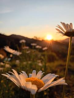 Chales Boa Vista - 8