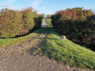 8 person holiday home in Dannemare - 2