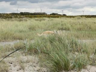 Seaside Retreat in Lolland - By Traum Ferienwohnungen - 3