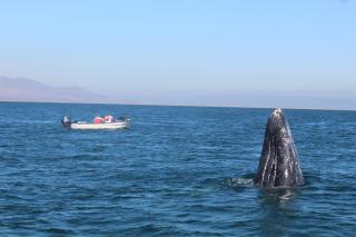 Avistamiento de Ballenas y Campamento Todo incluido!! Mínimo 3 noches en Mag Bay - 8