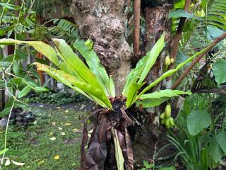 Teluk Biru Homestay - 4