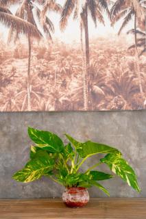 Villa Bella Vista - 6