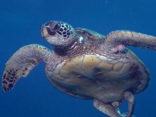 Kaanapali Plantation 10 · KPL 10 Panoramic Ocean Views 2BD near - 1