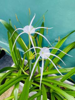 Thisu Villa - Dikwella - 4