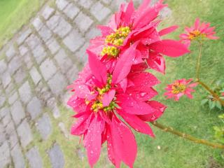 Ksr woodland Residency - 6