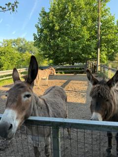 Alpaca Kot by tinykot - 3