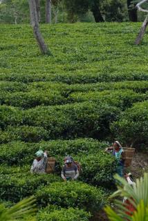 Tranquil Bambusic Bliss - 2